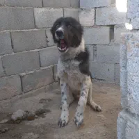 سگ های. نگهبان. واگذاری دهن پاک. به شرط|سگ|جوادآباد, |دیوار