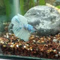 آکواریوم و فایتر تایلندی