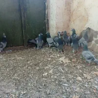 پلاکی|پرنده|دره شهر, |دیوار