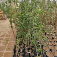 نهال گلدانی سبز