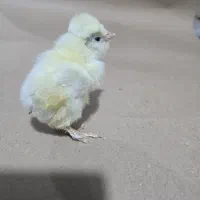 جوجه سلطان و لهستانی و برهما|حیوانات مزرعه|پیشوا, |دیوار