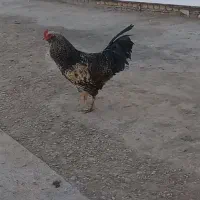 خروس نژاد دار|حیوانات مزرعه|اسفرورین, |دیوار