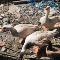 حیوان خانگی