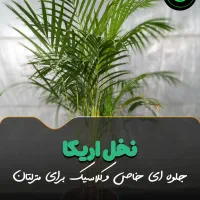 نخل اریکا در گلوریا