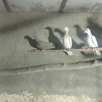 نامورنرماده