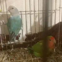 طوطی برزیلی نر و ماده