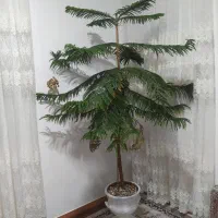 گل کاچ|گل و گیاه طبیعی|دیواندره, |دیوار