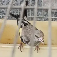 جوجه سهره