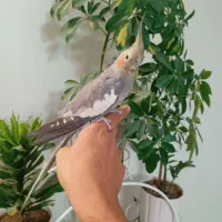 عروس هلندی ماده دستی مست|پرنده|اسلام‌شهر, شهرک سعیدیه|دیوار