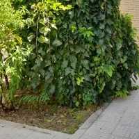 رهن واجاره منزل ویلایی فازیک