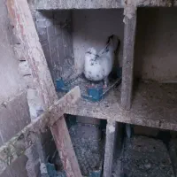 تهرانی ماده