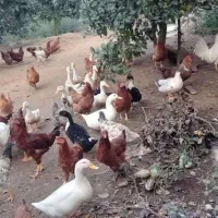 خروس محلی|حیوانات مزرعه|رانکوه, |دیوار