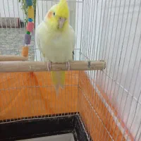 عروس هلندی