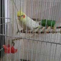 فروش عروس هلندی با قفس بزرگ و امکانات|پرنده|شیراز, آزادگان|دیوار