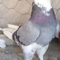 کبوتر گم کردم