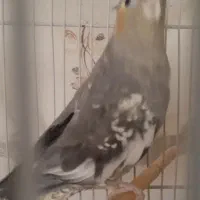 عروس هلندی و طوطی برزیلی|پرنده|تهران, مسعودیه|دیوار