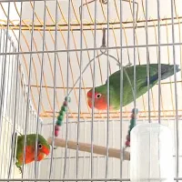 کوتوله برزیلی طوطی