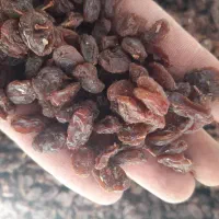 کشمش و مویز افتابی بیضا|خوردنی و آشامیدنی|بیضا, |دیوار