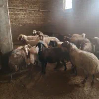 ۱۲راس میش وبره وآبستن|حیوانات مزرعه|سنقر, |دیوار