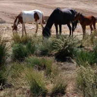 اسب.مادیون و کره اسب