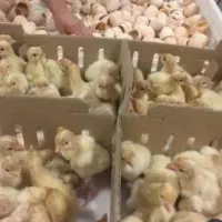 جوجه بوقلمون گوشتی یکروزه