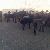 بره نر