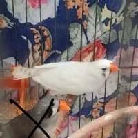 فنچ لپ سیاه درشت|پرنده|رشت, پیرکلاچای|دیوار