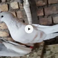 جفت ساده و چپ زات هفت رنگ درجه یک|پرنده|بیرجند, |دیوار