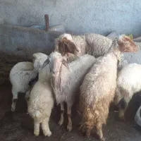 چهار میش وبره