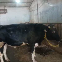 گاو گوشتی|حیوانات مزرعه|تیکمه داش, |دیوار