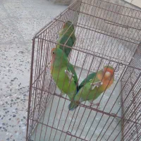 سه عدد کوتوله 800|پرنده|اردکان, |دیوار