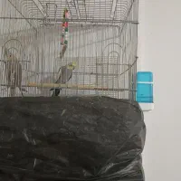 پرنده عروس هلندی|پرنده|بومهن, |دیوار