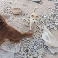 توله سگ های هاسکی|سگ|بستان آباد, |دیوار