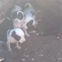 واگذار|سگ|نهاوند, |دیوار