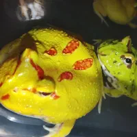 پکمن شاخدار