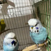 مرغ عشق انگلیسی (باجیگارد)|پرنده|دهلران, |دیوار