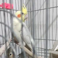 دو جفت عروس هلندی و یک عدد عروس هلندی ماده