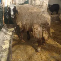 قوچ داشتی سنگین وزن