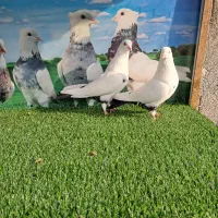 کبوتر دم سیاه و طوقی