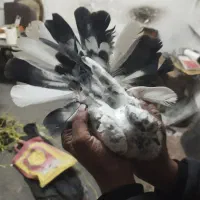 کفتراصفهانیبازیکن|پرنده|خمینیشهر, |دیوار