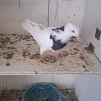 کبوتر طوقی|پرنده|کنگاور, |دیوار
