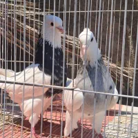 کبوتر