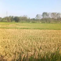 کدگراپیت/زمین مسکونی شالی بیجار۱۱،۰۰۰مترگیلان معلم