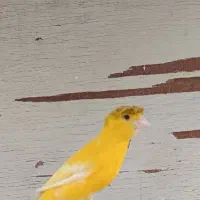 قناری ماده کاکلی|پرنده|چابهار, |دیوار