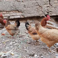 مرغ تخم گذار