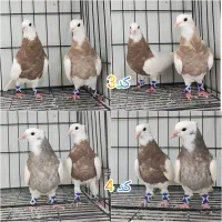 کبوتر طوقی|پرنده|ری, ملک‌آباد|دیوار