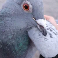 کفتر سبز پولکی صید