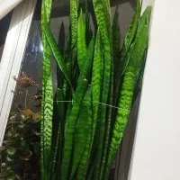 گل سانسوریا