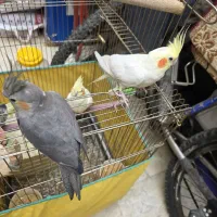 طوطی عروس هلندی