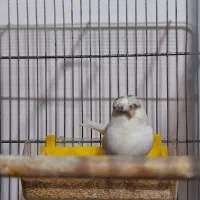 گلستر اورجینال|پرنده|اندیشه, شهرک صدف|دیوار